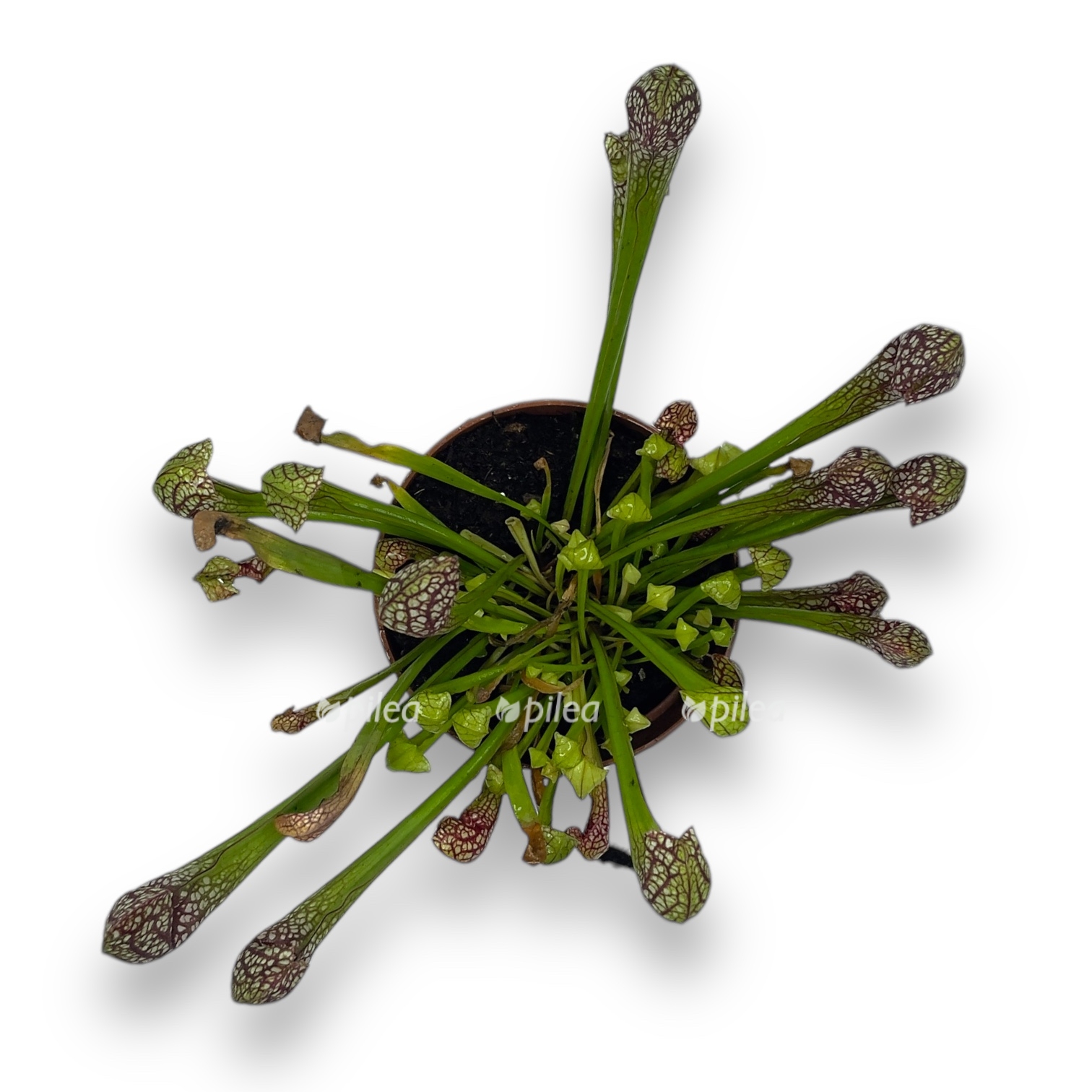 sarraceniya-skarlet-belle-.jpeg sarraceniya skarlet belle