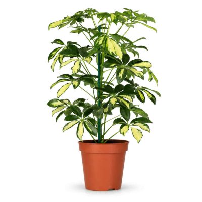 Шеффлера Герда купить