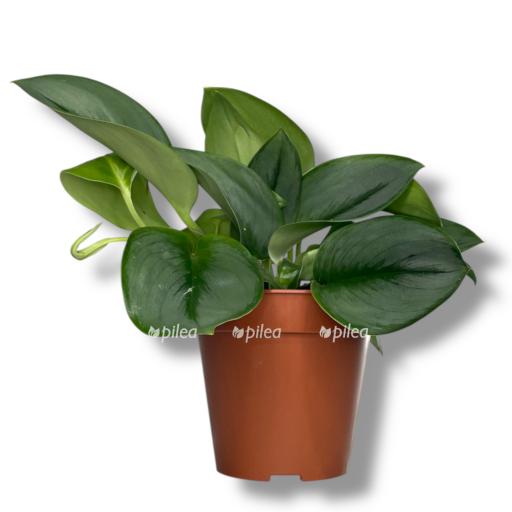 scindapsus munlajt e1768756909144