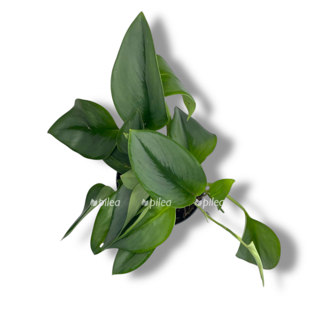 scindapsus munlajt e1768756943815