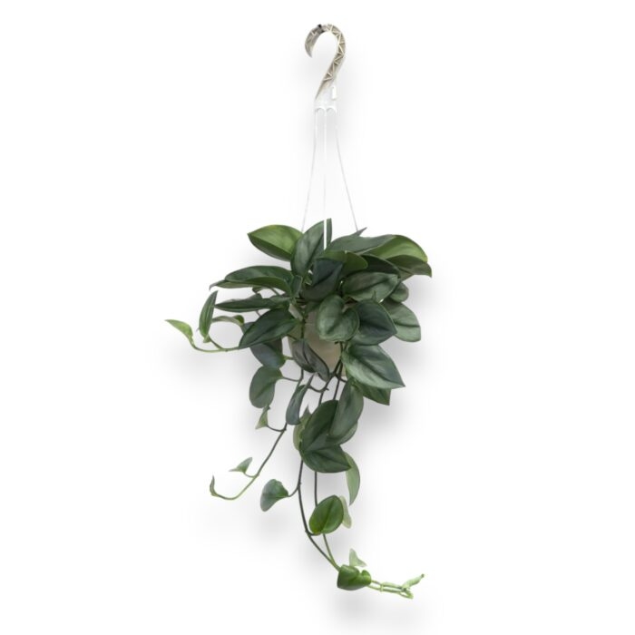 scindapsus munlajt podvesnoj 15 45 sm e1699904541277