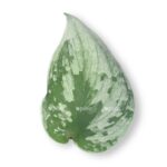 scindapsus piktus silver anna