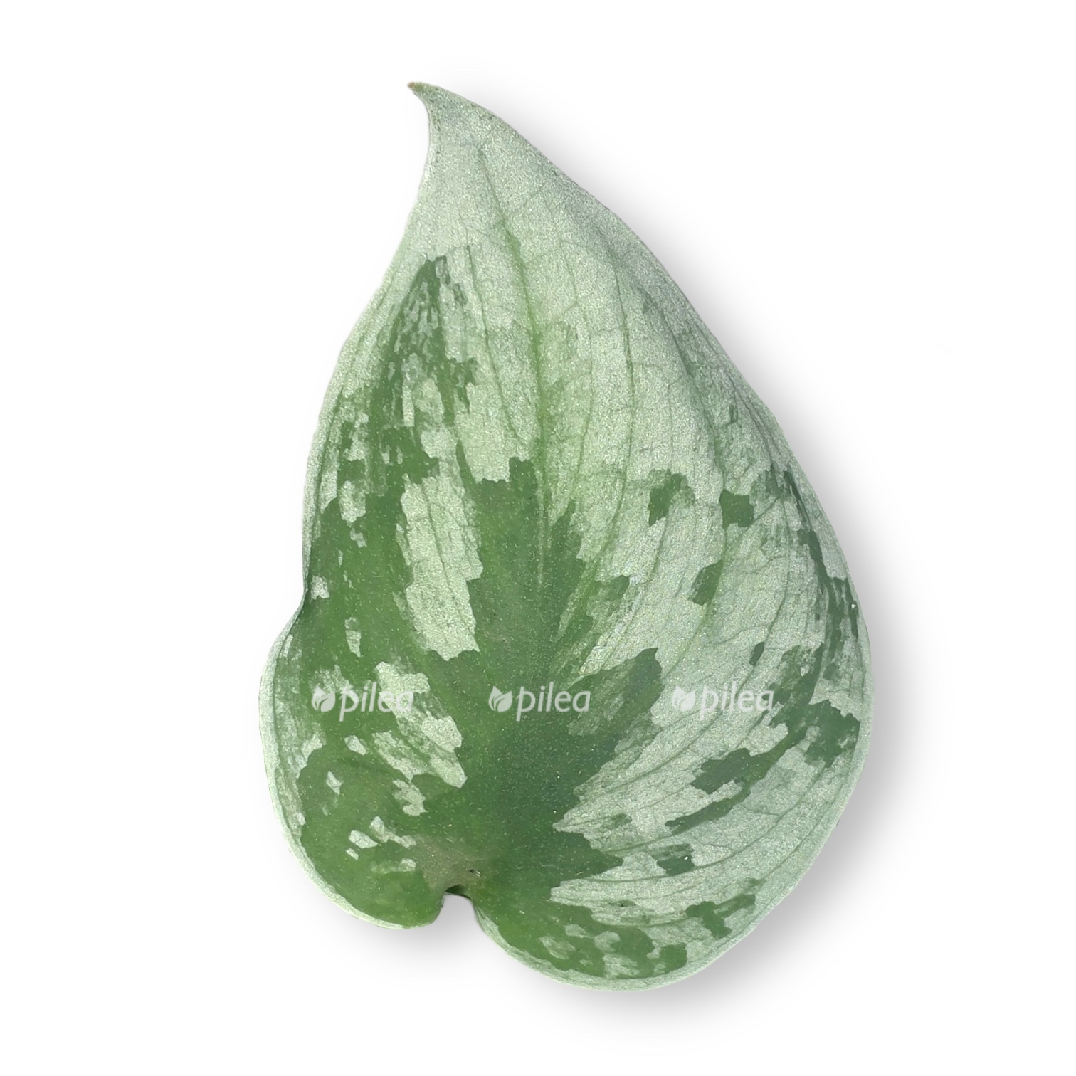 scindapsus piktus silver anna