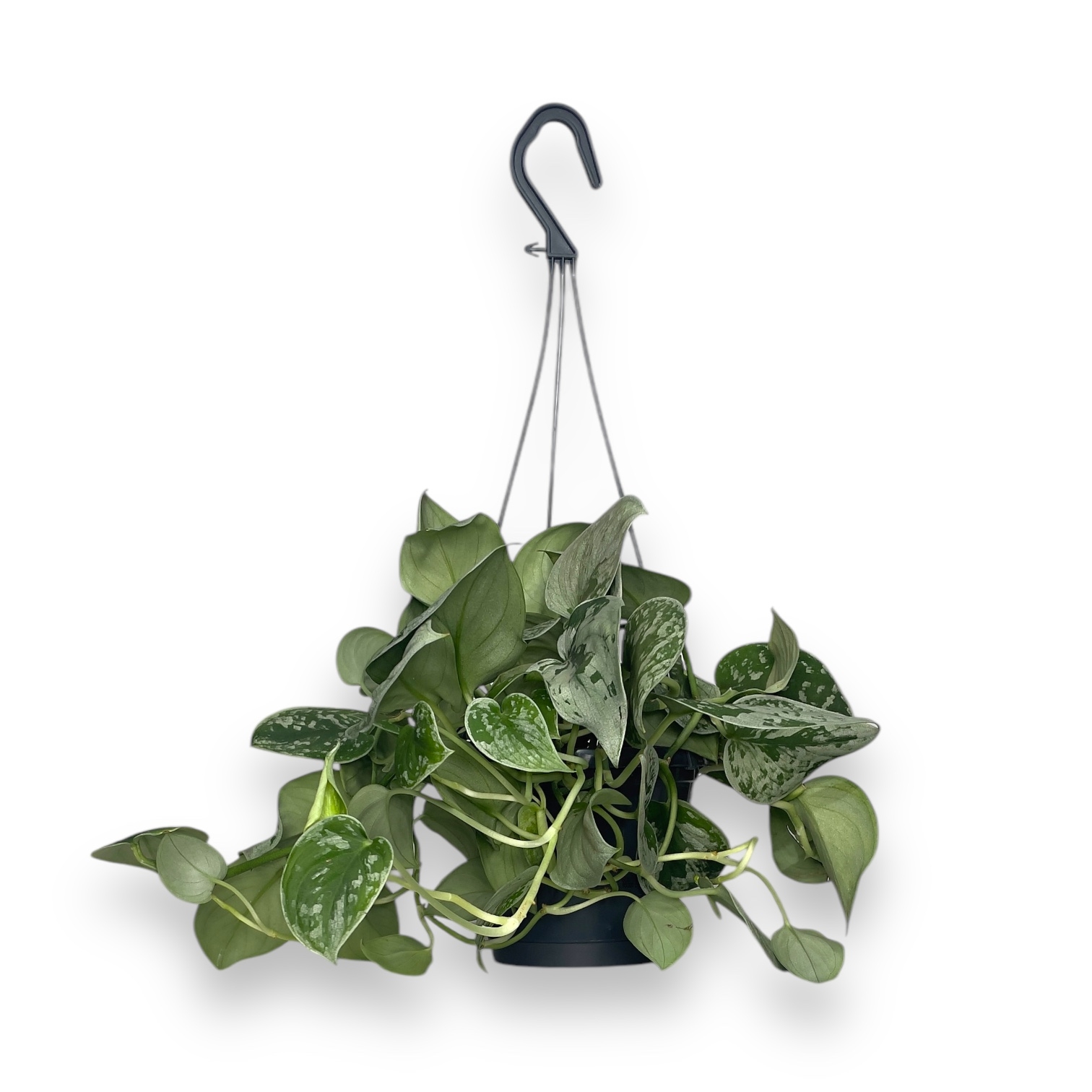 scindapsus piktus silver anna podvesnoj