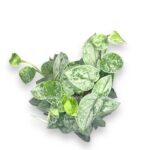 scindapsus piktus silver na opore