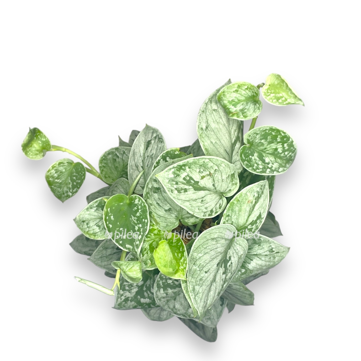 scindapsus piktus silver na opore