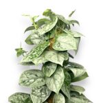 scindapsus piktus silver na opore 1 1