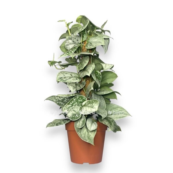 scindapsus piktus silver na opore e1736451469228