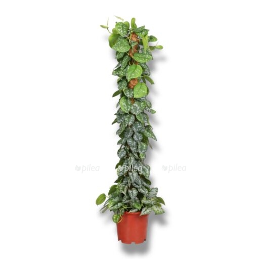 scindapsus piktus trebe na opore e1769150407795