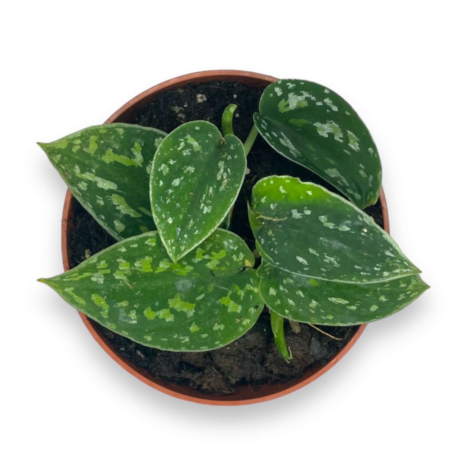 scindapsus piktus trikolor