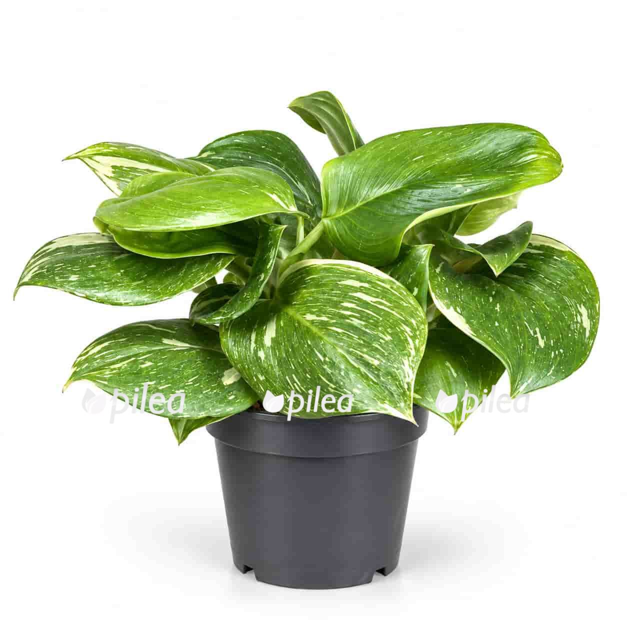 scindapsus rubicon