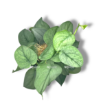 scindapsus silver hiro na opore
