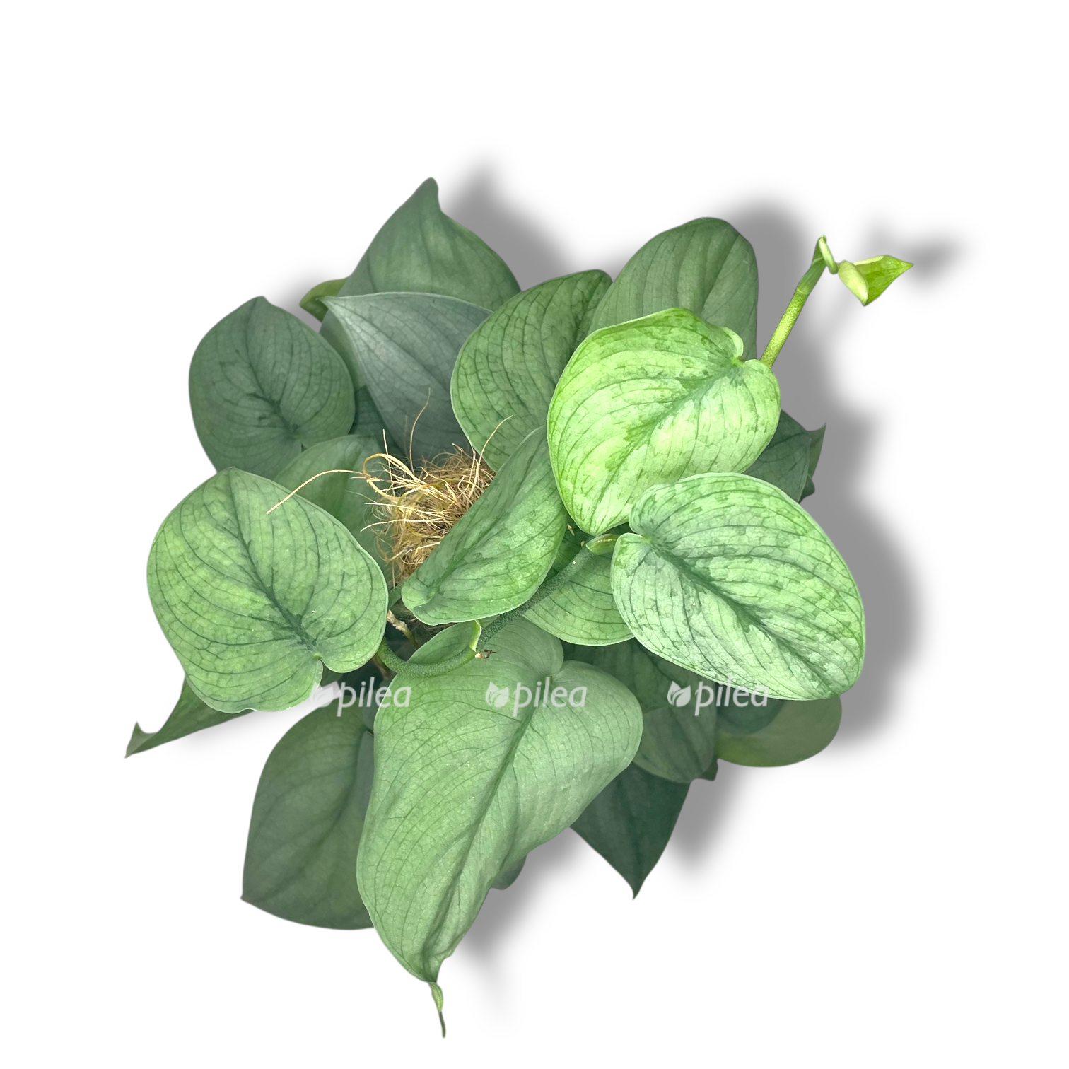 scindapsus silver hiro na opore