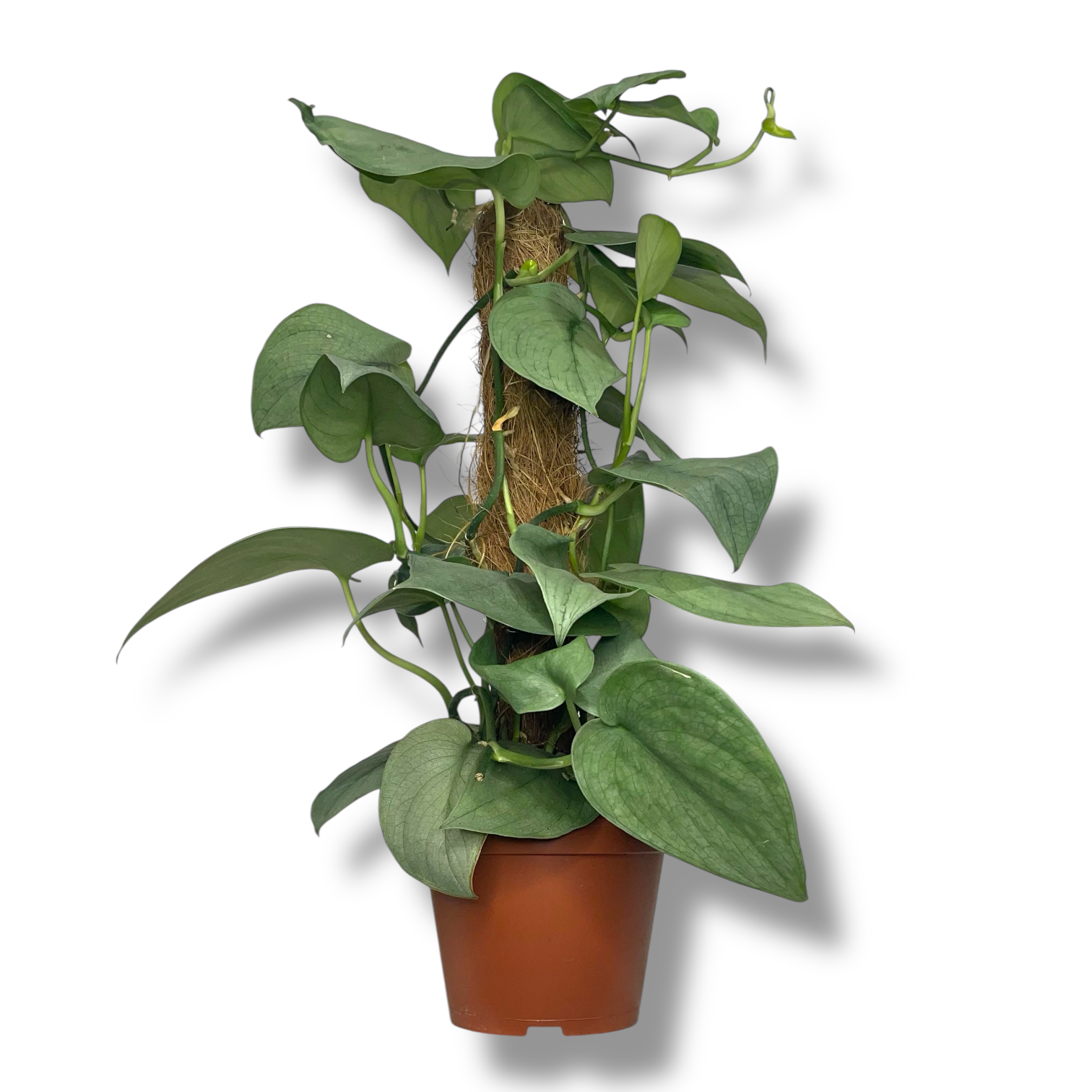 scindapsus silver hiro na opore