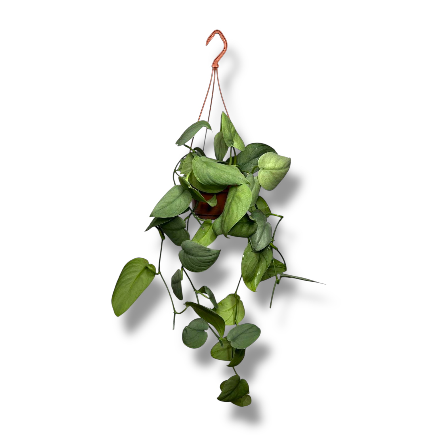 scindapsus silver hiro podvesnoj