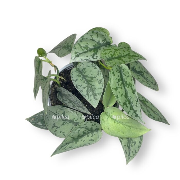 scindapsus silver lady e1705414812589