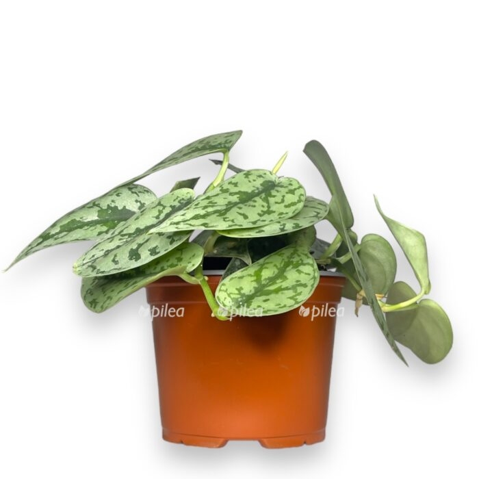 scindapsus silver lady e1705414836118