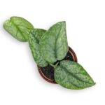 scindapsus silver splesh