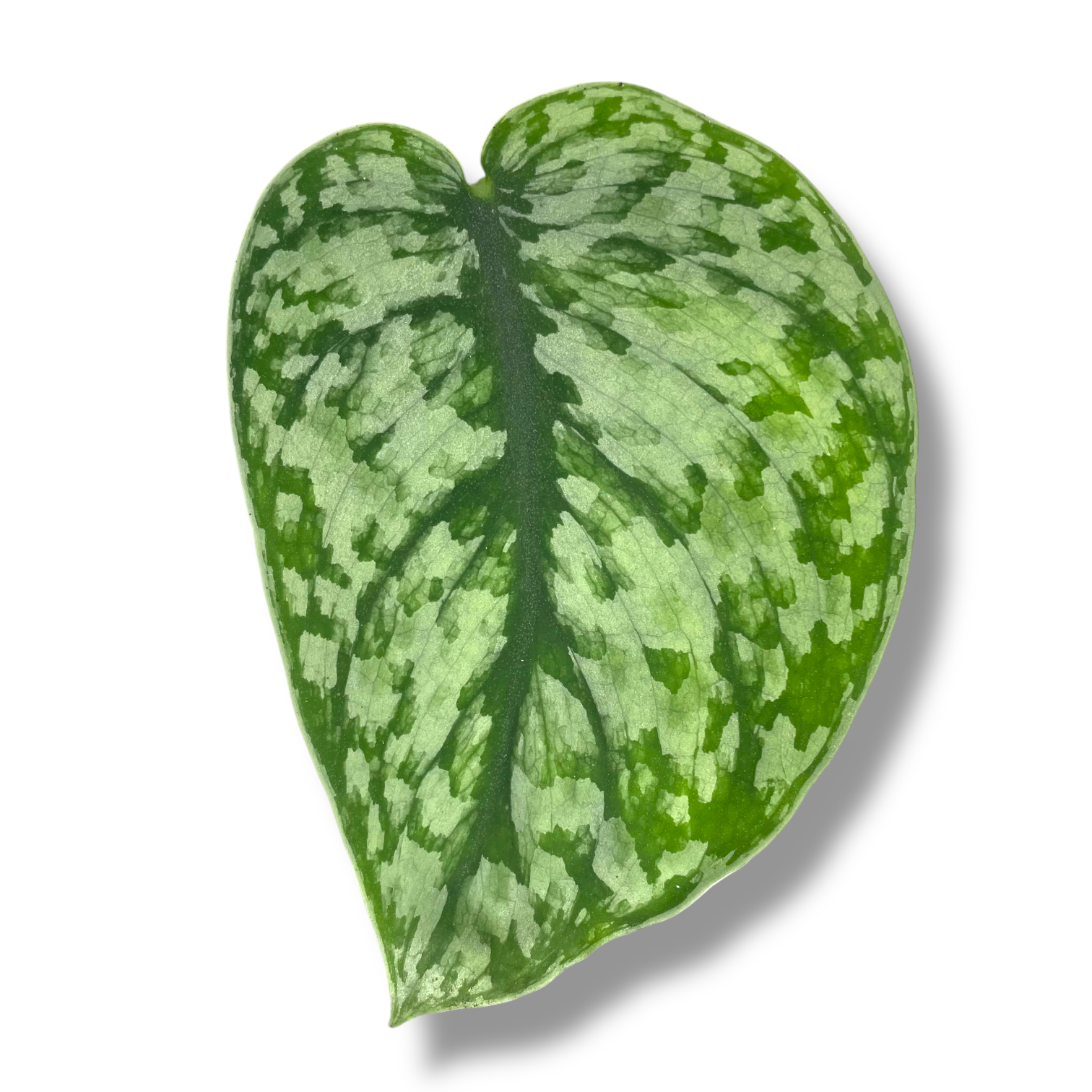 scindapsus silver splesh