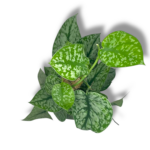 scindapsus silver splesh 1 1