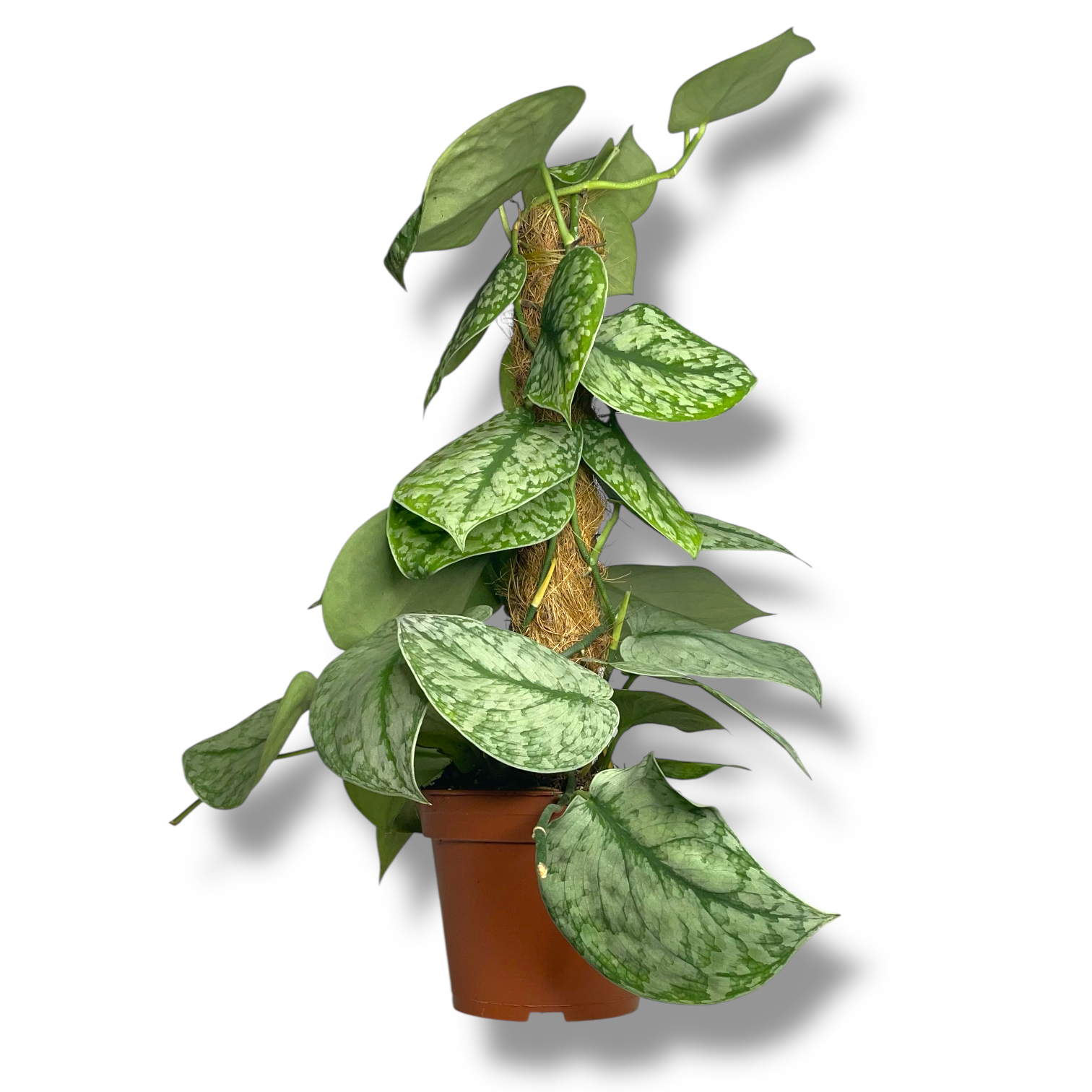 scindapsus silver splesh