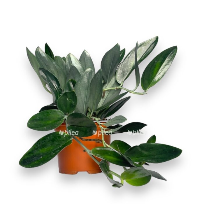 scindapsus trejba dark form e1709489380905