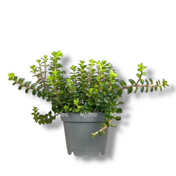 sedum miks e1770012726298