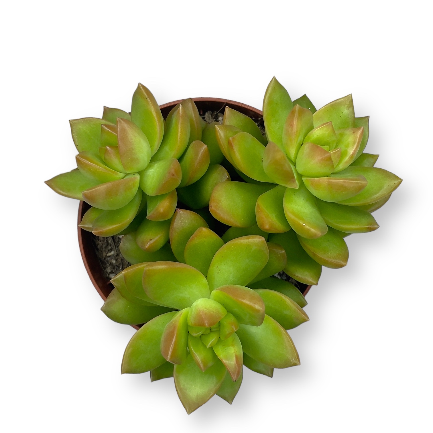 Седум Адольфа купить