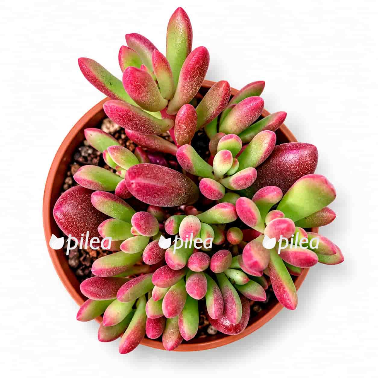 sedum rubrotintum aurora