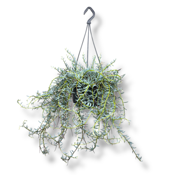 senecio halianis e1767073347262