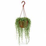 Сенецио Херреанус купить