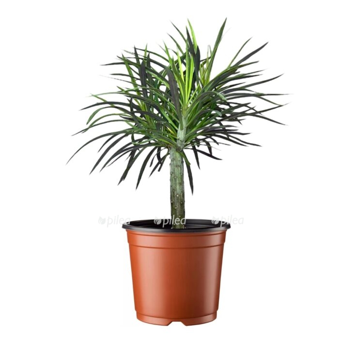 senecio kleinia e1692162528737