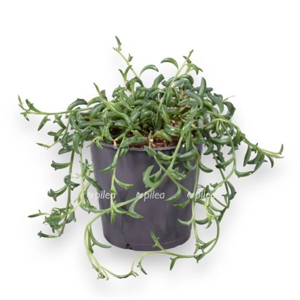 senecio peregrinus delfin e1721470568630