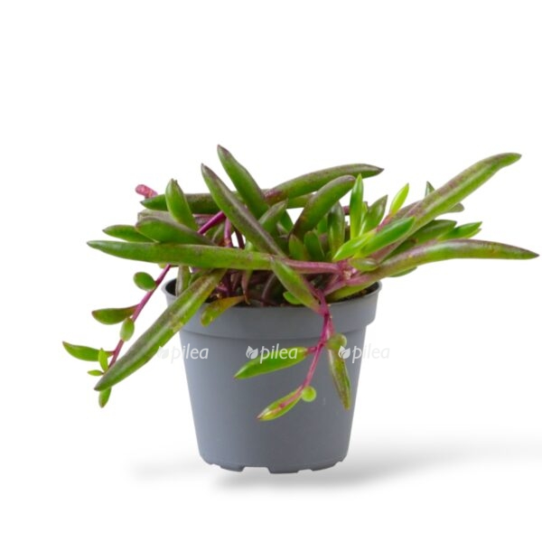 senecio perpl flesh e1742103066910