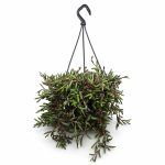 senecio purple flash