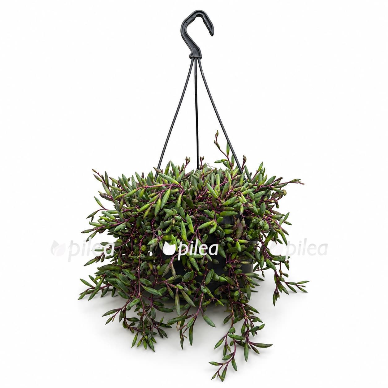 senecio purple flash