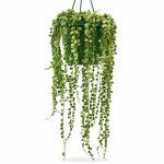 Сенецио Роулеанус Вариегата купить