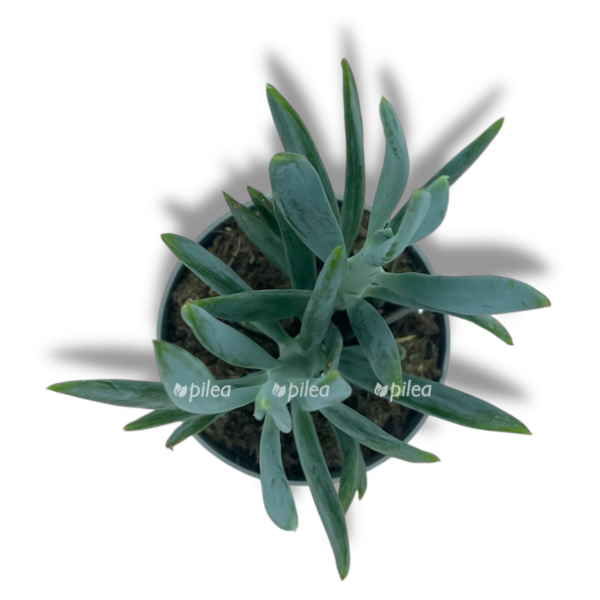 senecio serpens e1757005951762