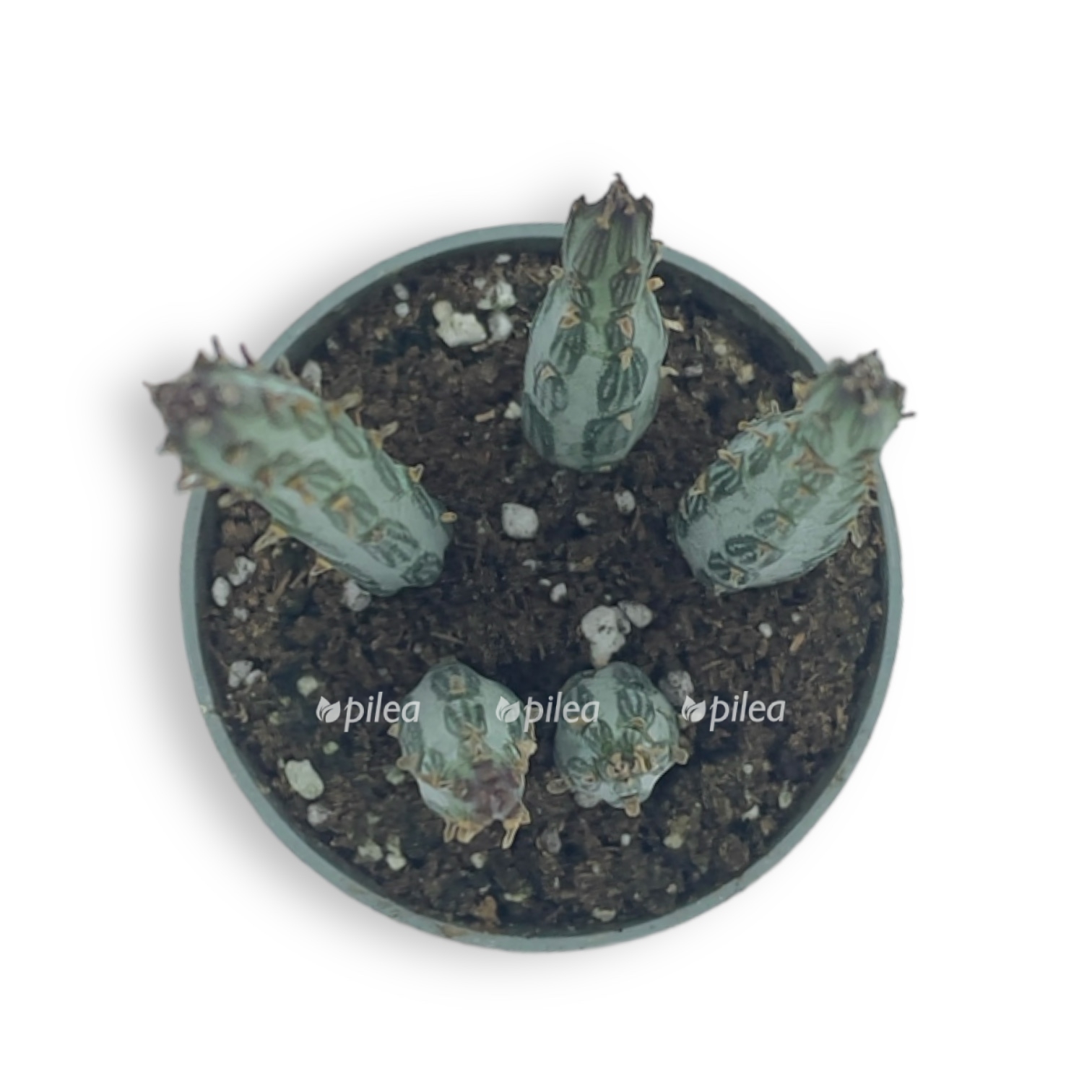 senecio stapeliformis