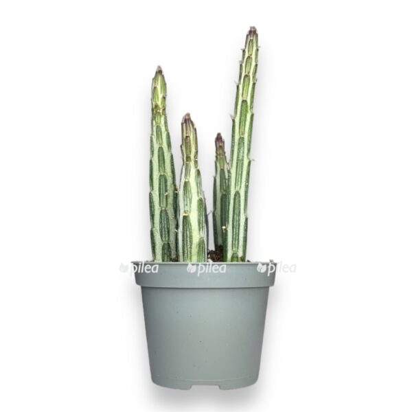 senecio stapeliformis e1742097391734