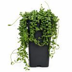 Сенецио Роули купить