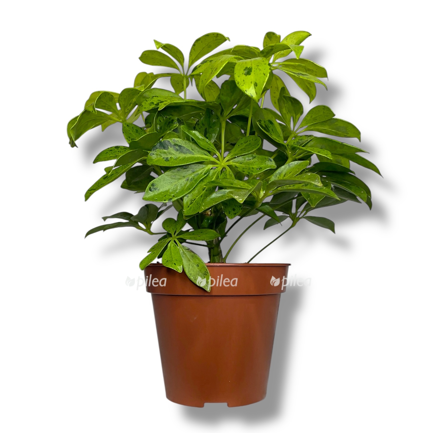 shefflera-anna.jpg shefflera anna