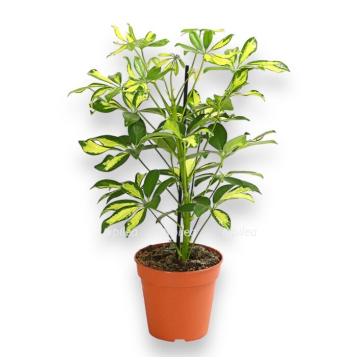 shefflera gerda e1696268167871