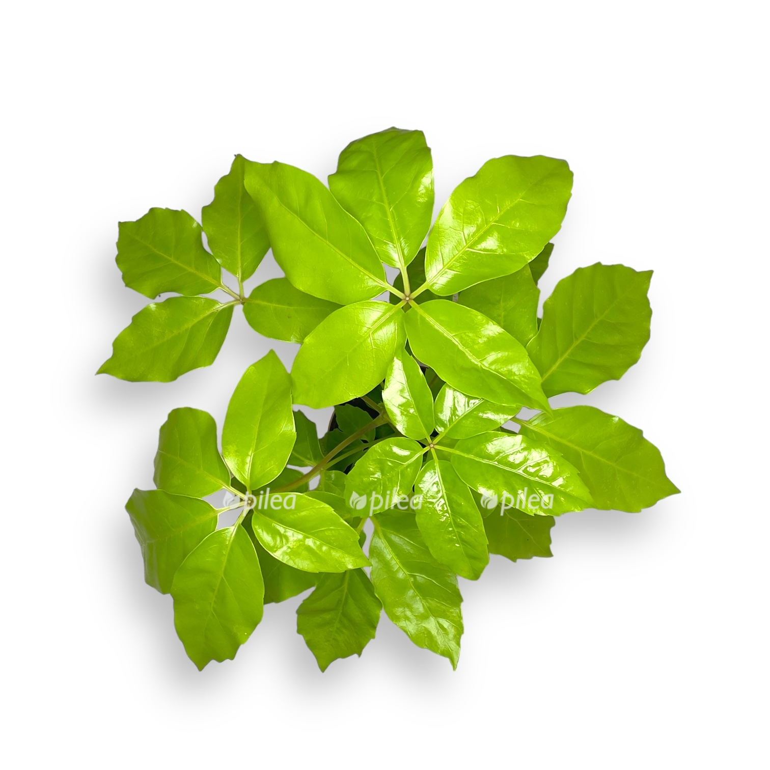 shefflera golden amate