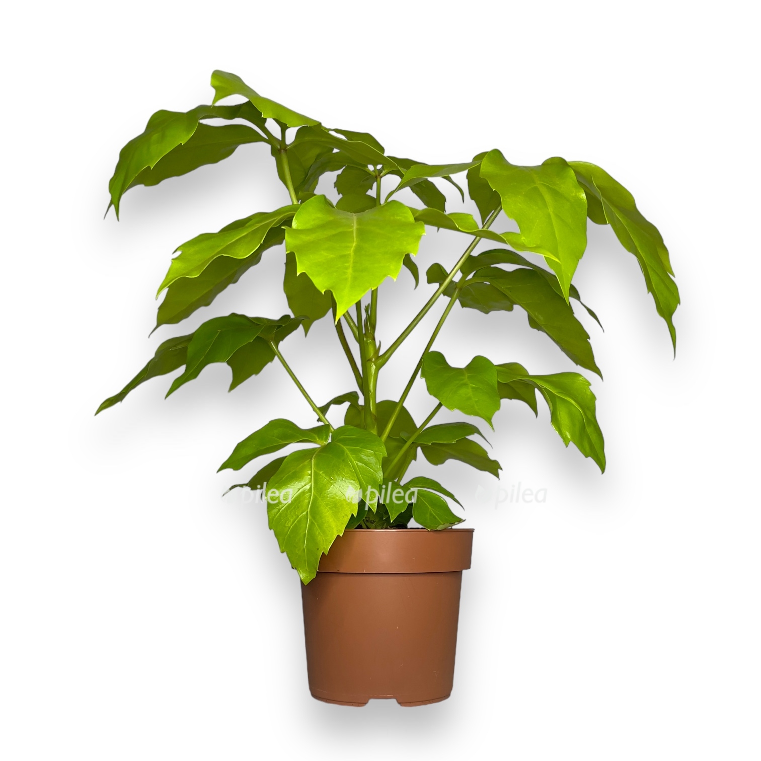 shefflera golden amate