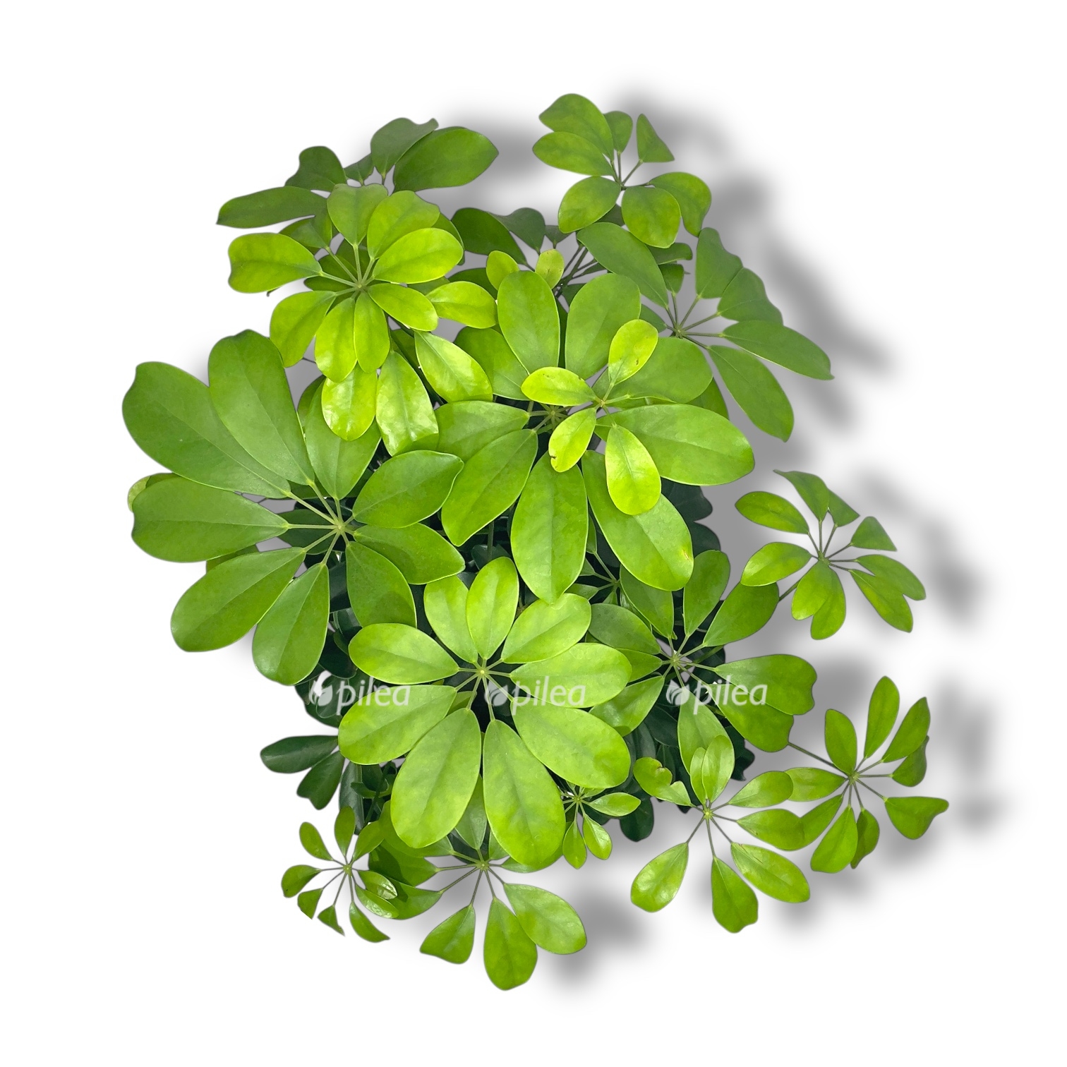 shefflera kompakta nora perepletyonnaya