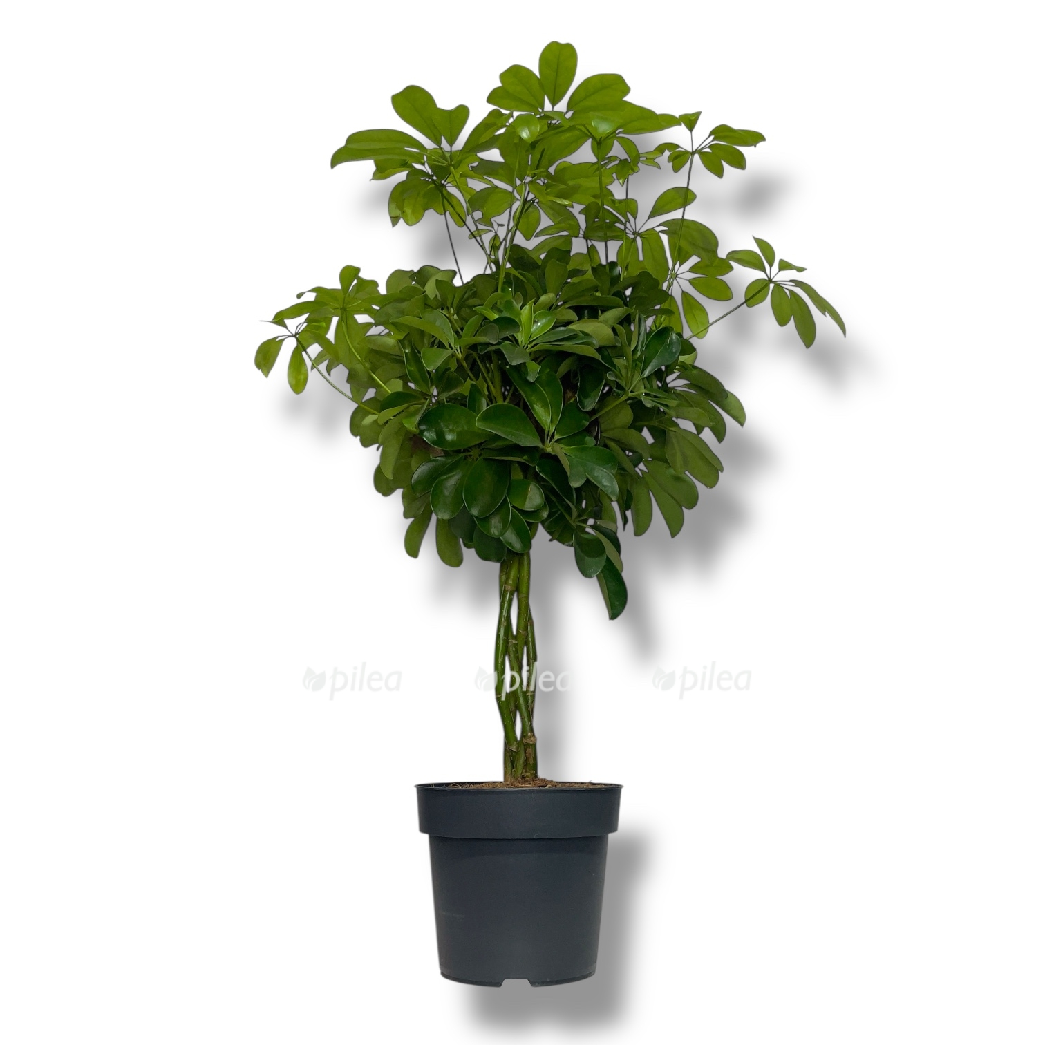 shefflera kompakta nora perepletyonnaya 1