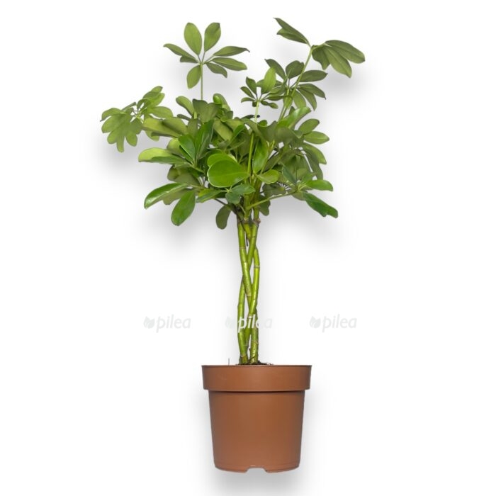 shefflera kompakta nora perepletyonnaya e1711047479765