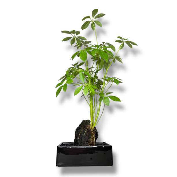 shefflera kompakta v kamne e1768815695781