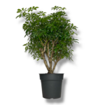 shefflera luiziana branch